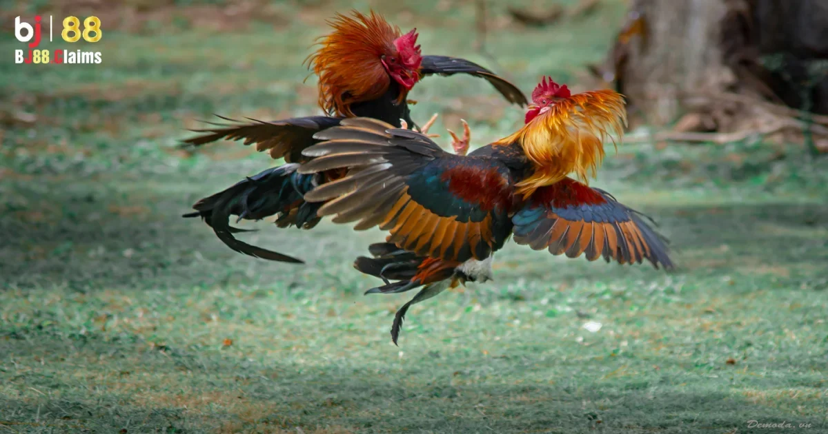 C&aacute;c giống g&agrave; tre phổ biến tr&ecirc;n BJ88