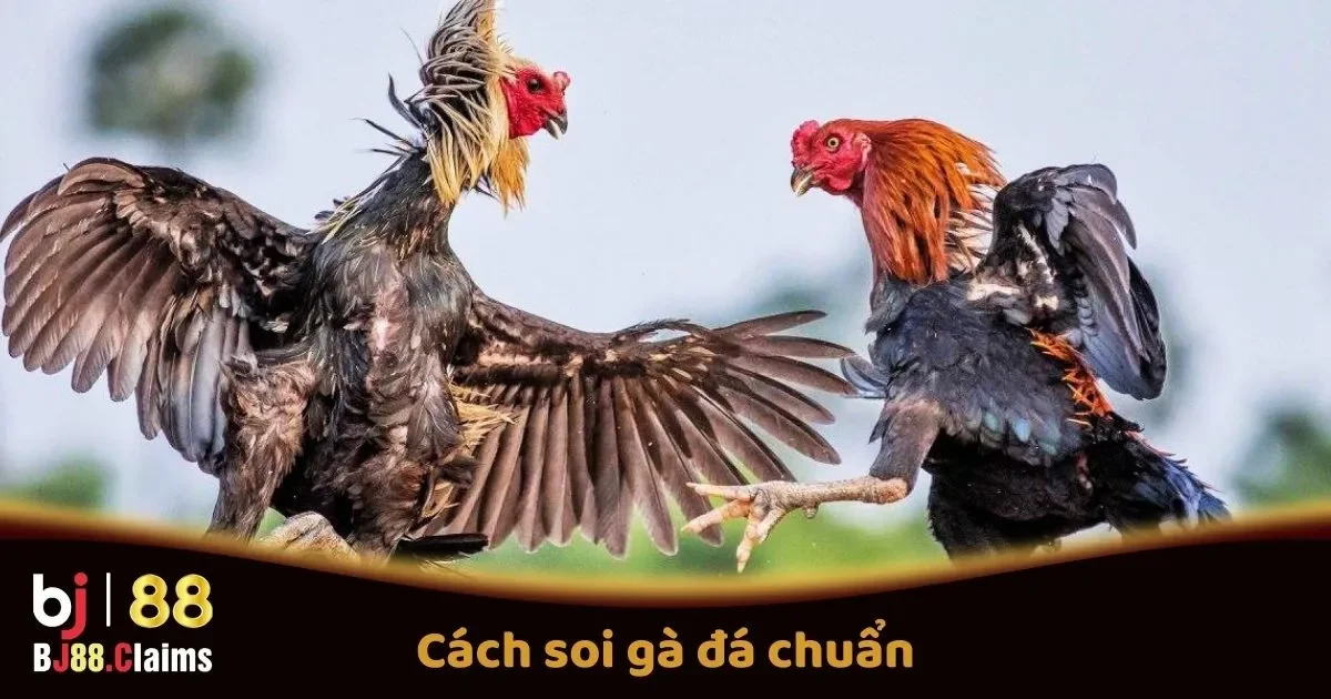 Cách Soi Gà Đá Chuẩn Tại BJ88 Trước Các Trận Đấu 1 Cách Soi Gà Đá Chuẩn Tại BJ88 Trước Các Trận Đấu