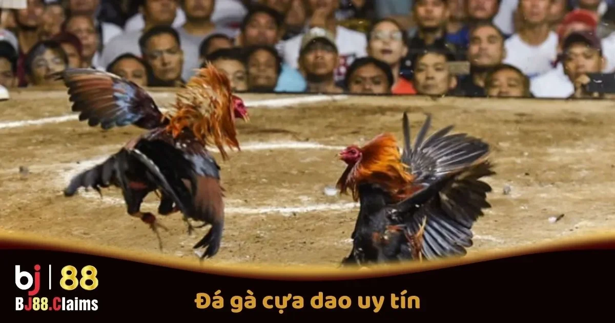 Đá Gà Cựa Dao Uy Tín Tại BJ88: Quy Tắc Và Các Giải Đấu 2 Đá Gà Cựa Dao Uy Tín Tại BJ88: Quy Tắc Và Các Giải Đấu Hấp Dẫn