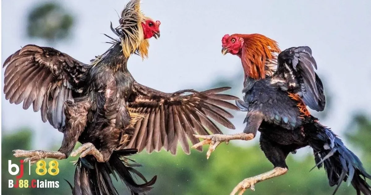 Đá Gà Cựa Dao Uy Tín Tại BJ88: Quy Tắc Và Các Giải Đấu 3 Quy tắc cơ bản trong đá gà cựa dao